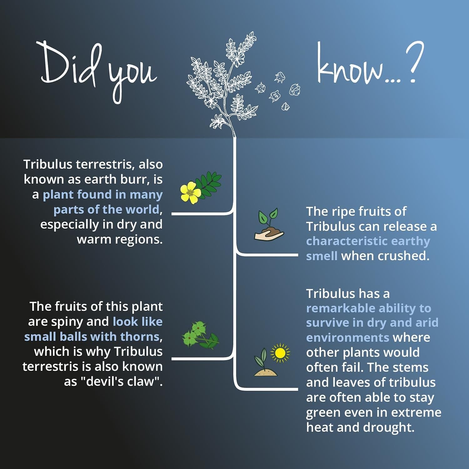 Vegavero Tribulus Terrestris 10,800 Mg | High Strength Extract | 1620 Mg Saponins per Serving | NO Additives, Lab-Tested | Stamina & Strength Support for Men & Women | 120 Capsules | Vegan