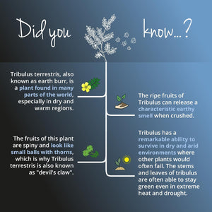 Vegavero Tribulus Terrestris 10,800 Mg | High Strength Extract | 1620 Mg Saponins per Serving | NO Additives, Lab-Tested | Stamina & Strength Support for Men & Women | 120 Capsules | Vegan