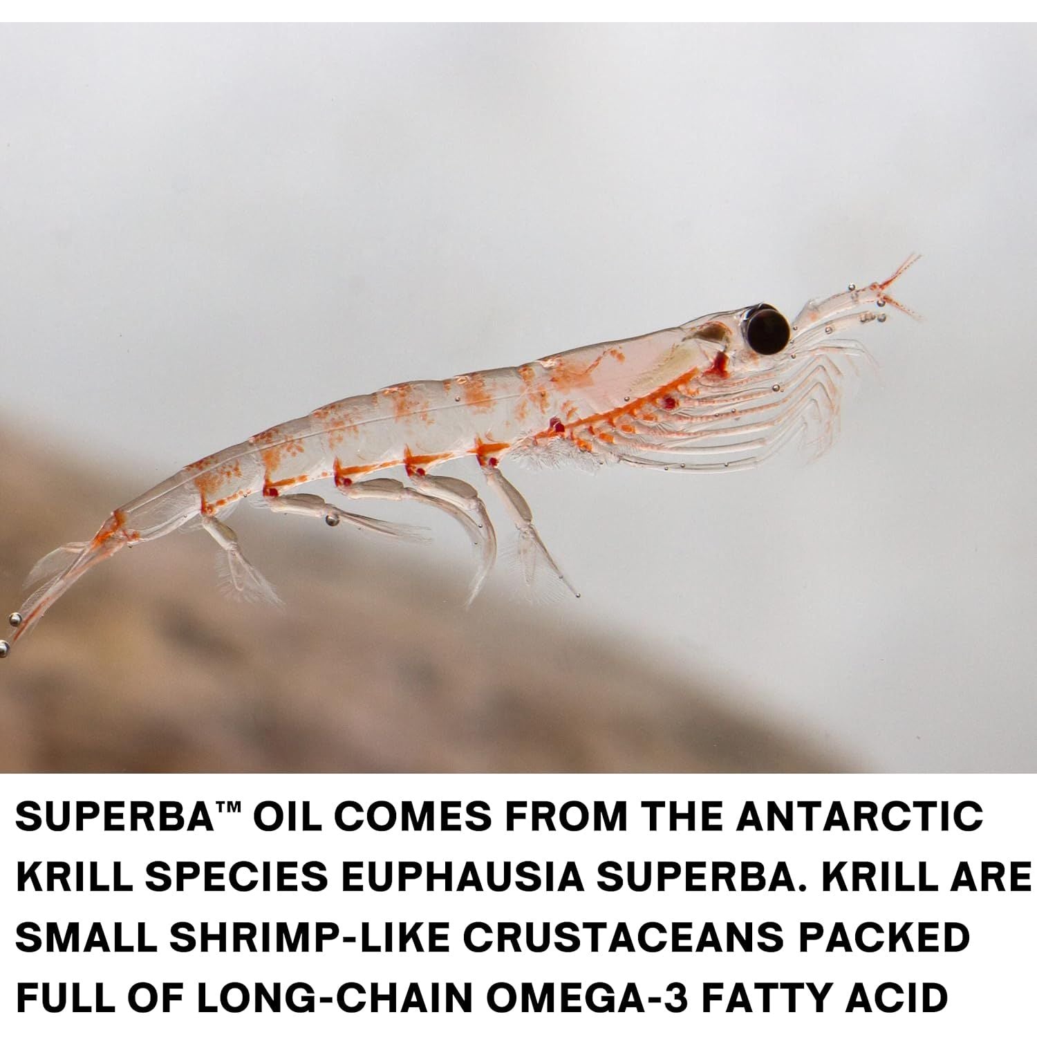 Superba Krill Oil Supplement with EPA & DHA Omega 3, Phospholipids & Astaxanthin | High Strength Krill Oil 60 Capsules