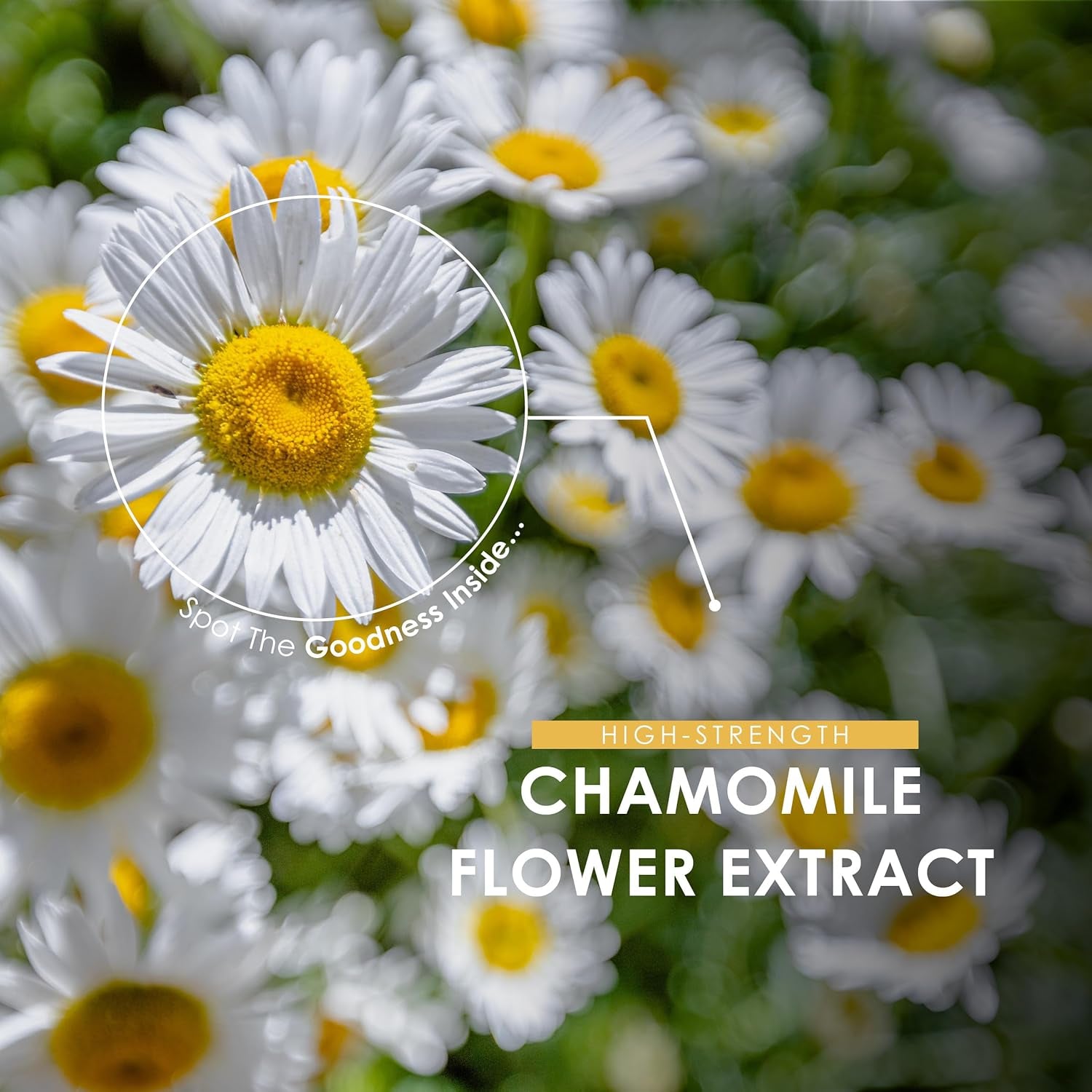 Chamomile Flower Extract 3500Mg - 90 Vegan Capsules – High Strength 7:1 Chamomile Supplement – 3 Months Supply - Resealable and Recyclable Pouch by Alpha01