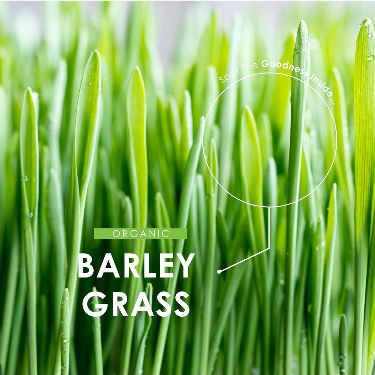 Organic Barley Grass 1500Mg – 90 Vegan Capsules – Rich in Amino Acids – High Strength Hordeum Vulgare Supplement – Resealable and Recyclable Pouch – by Alpha01