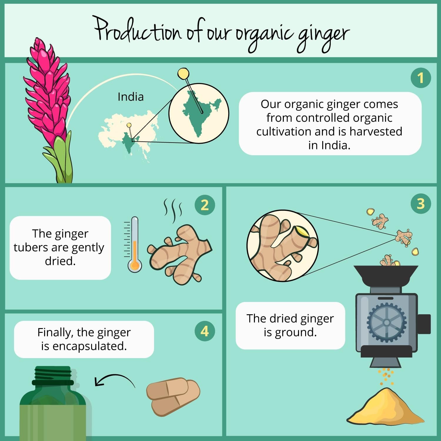 Vegavero Organic Ginger Capsules | 650 Mg Root Powder | NO Additives | Lab-Tested | 120 Units | Vegan