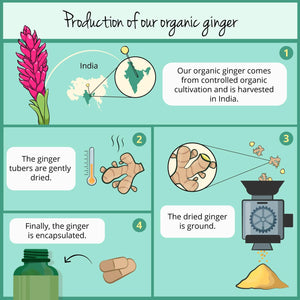Vegavero Organic Ginger Capsules | 650 Mg Root Powder | NO Additives | Lab-Tested | 120 Units | Vegan
