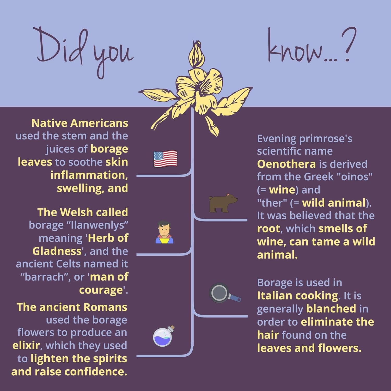 Vegavero Organic Evening Primrose Oil | with Organic Borage Seed Oil | Cold-Pressed | 90 Capsules | NO Additives, Lab-Tested | Rich in Linoleic Acid, Omega 3 & GLA | Vegan