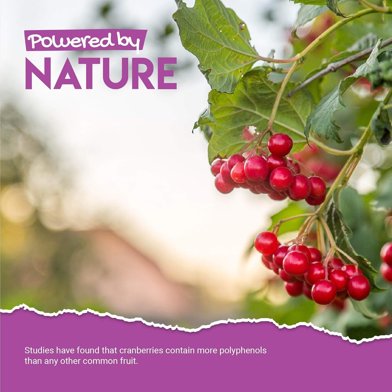 Cranberry Gummies 1000Mg - High Strength Cranberry Supplement - Not Capsules or Tablets - Cranberry Flavour - Kosher, Halal - 60 Vegan Gummies.