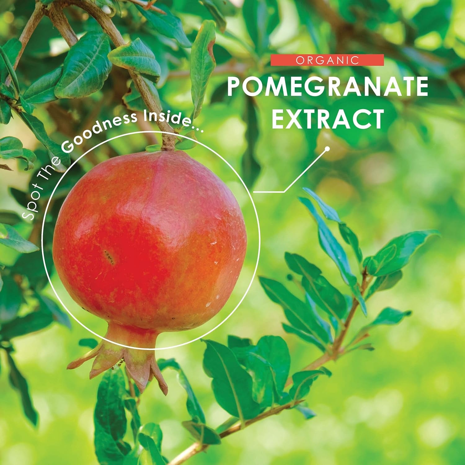 Organic Pomegranate Extract 10,000Mg – 120 Vegan Capsules – High Strength 40:1 Punica Granatum Extract - Resealable and Recyclable Pouch by Alpha01