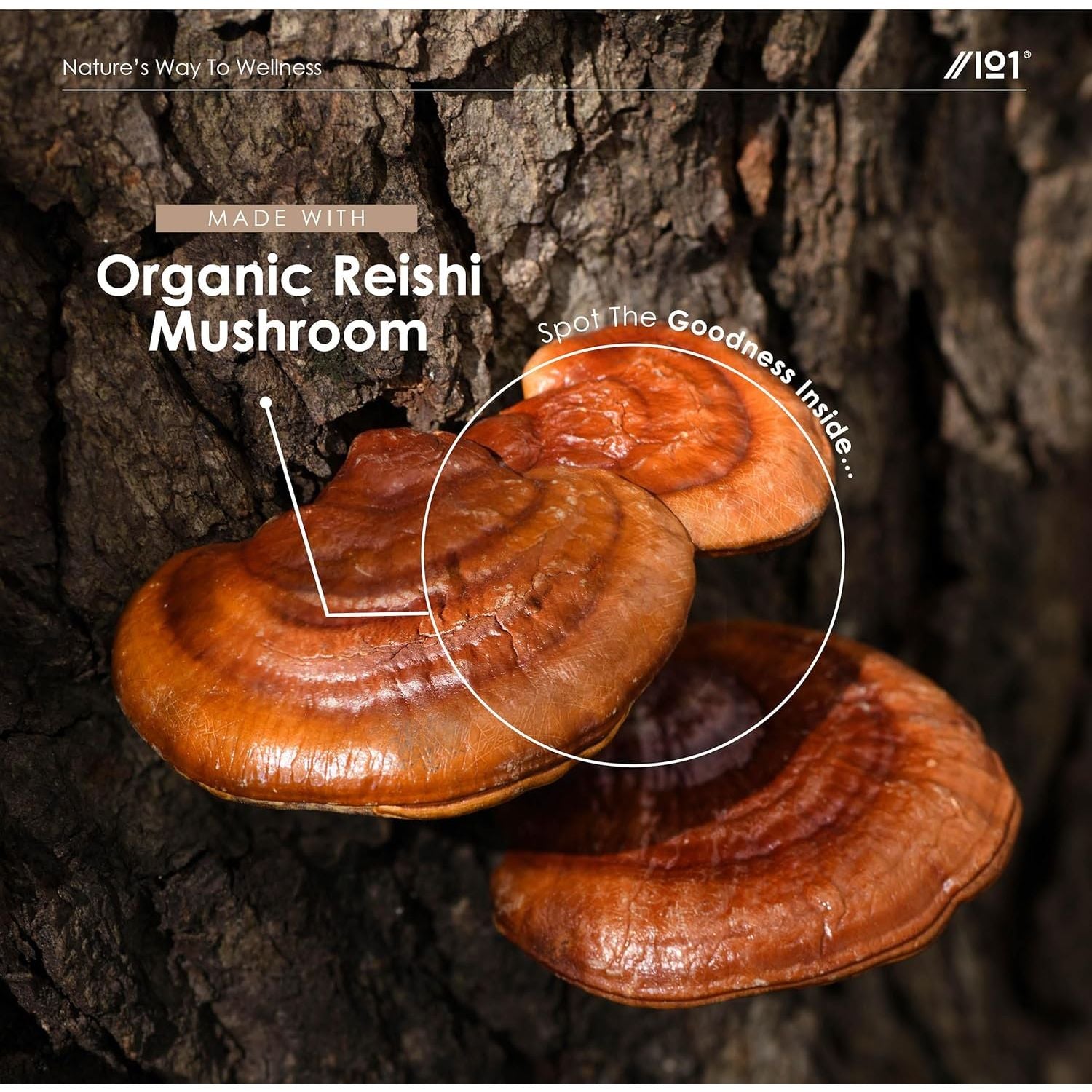 Reishi Mushroom Drops - High Strength 50% Polysaccharides Reishi Extract Supplement (Not Capsules) - 60Ml (1 Month Supply) - Vegan & Vegetarian Friendly - by Alpha01