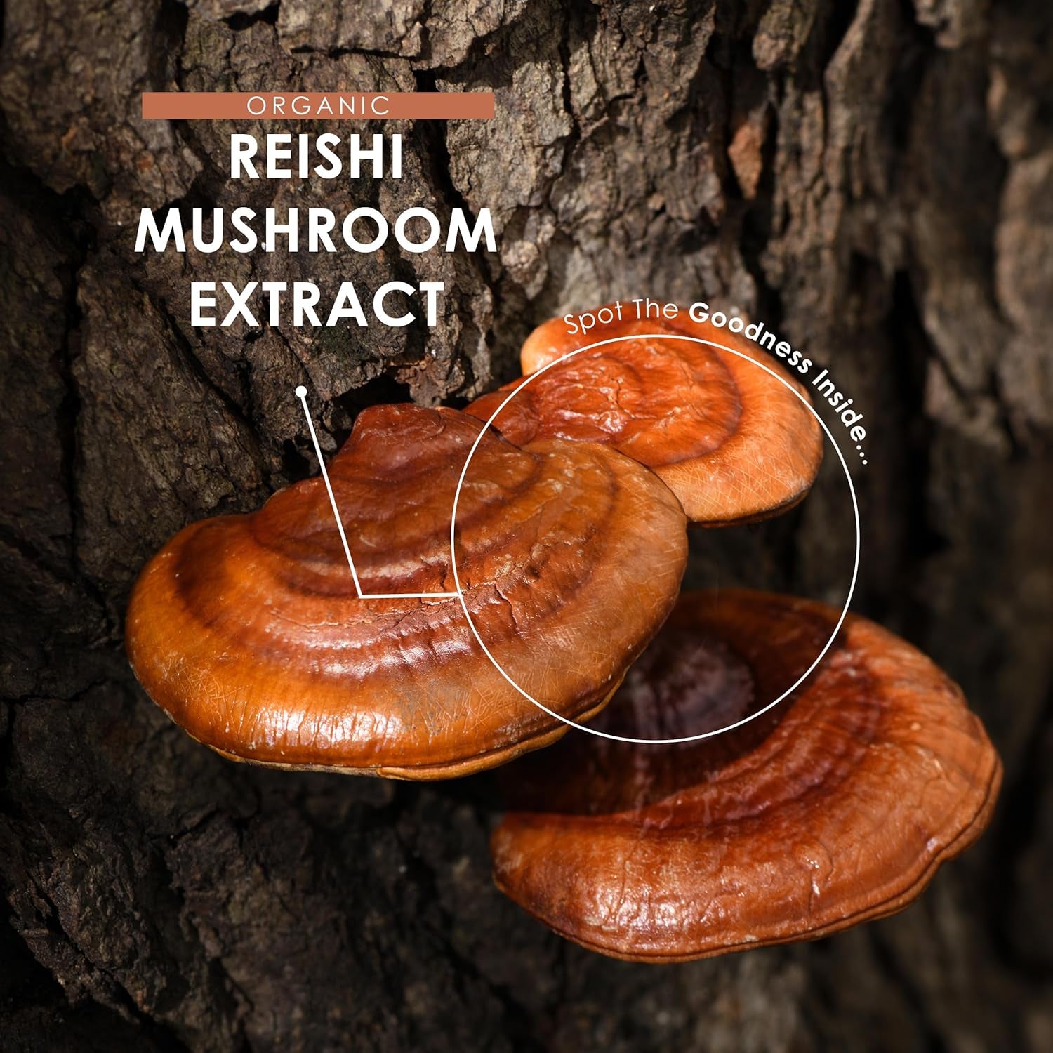 Organic Reishi Mushroom 7500Mg – 50% Polysaccharides High Strength Extract Reishi Mushroom Supplement – 90 Vegan Capsules (3 Months Supply) – by Alpha01