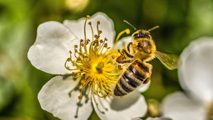 500 G Organic Bee Pollen Powder, Extra Fine, Unheated, Pure and Fresh