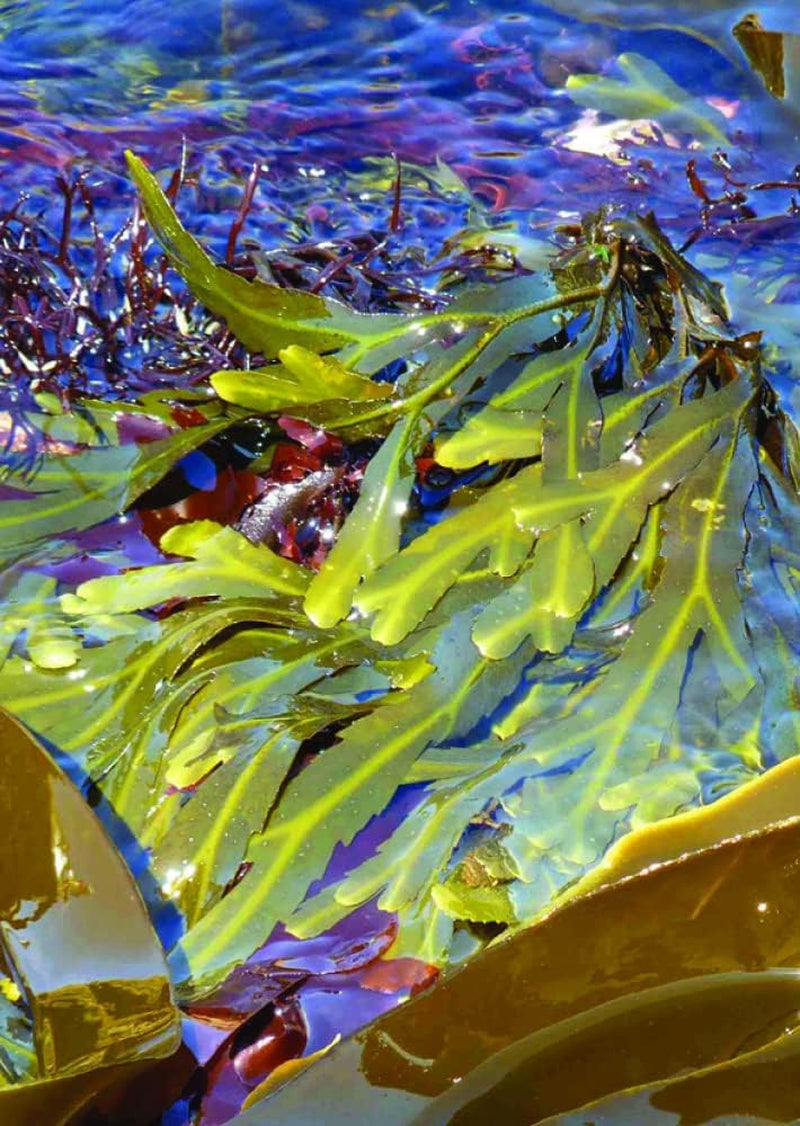 Seagreens Seaweed Food Supplement, 1 Month Supply, 390Mcg Iodine, 11 Vitamins, 67 Minerals, Plant-Based, Vegan, Supports Metabolism, Thyroid & Digestion, 60 Capsules