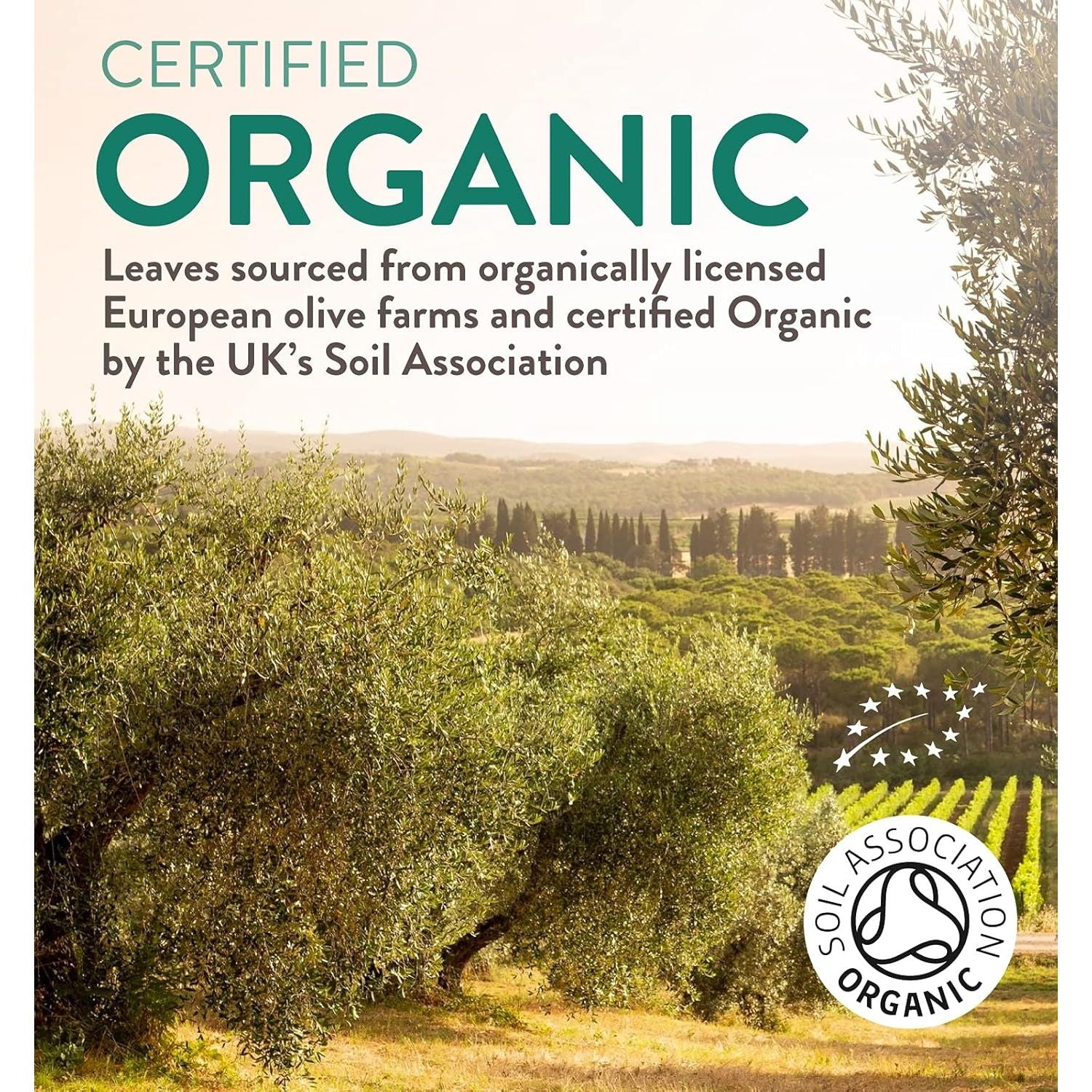 Organic Olive Leaf Extract Capsules | 500Mg OLE 20% Oleuropein | Vegan & Gluten Free Herbal Supplement | Made in the UK with Olive Leaves from Spain | Biodegradable Packaging