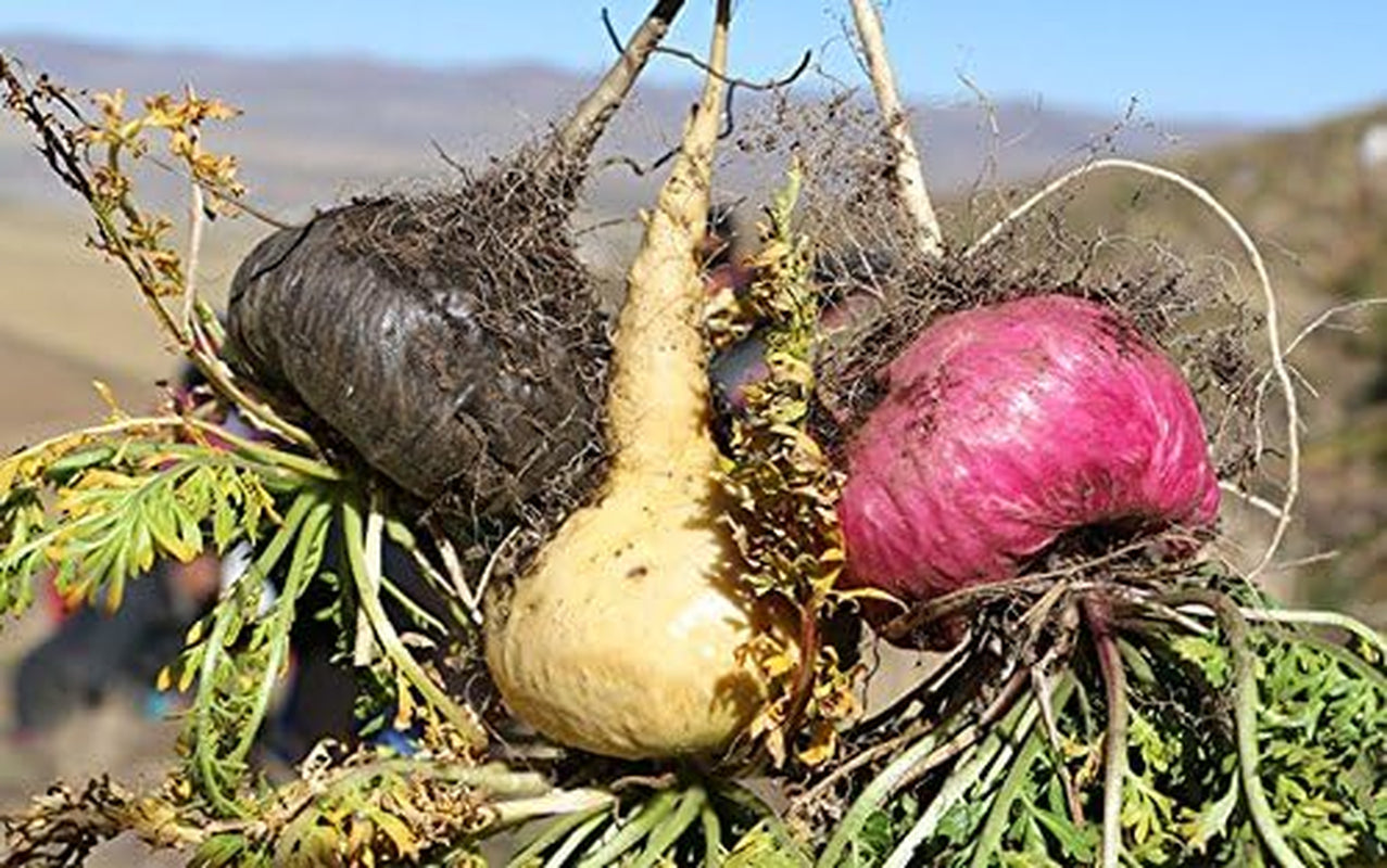 Organic Red Maca Root Gelatinized Powder, Soil Association Certified, 250G from the High Peruvian Mountains.
