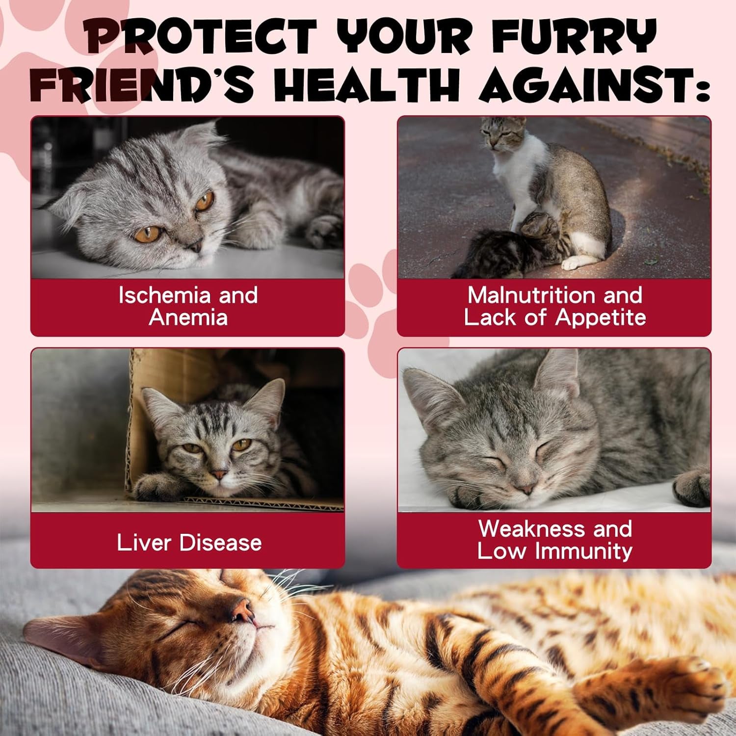 Liquid Iron Drops for Cats, Liquid Supplement for Cats Supports Anemia, Low Enery Levels and Lethargy, Improve Energy Levels & Vitality, Pet Supplies Cat Supplement Vitamins, Caramel Flavor - 2 Fl.Oz