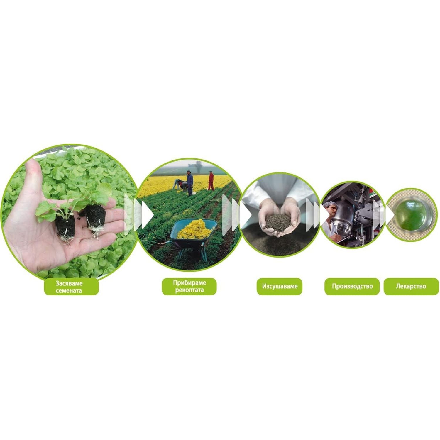 Sinupret ® Forte by Bionorica - Sinus & Immune Support 20 Tabs