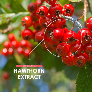 Organic Hawthorn Extract 3500Mg – 90 Vegan Capsules – High Strength Hawthorn Berry Supplement 7:1 Extract – Resealable and Recyclable Pouch by Alpha01