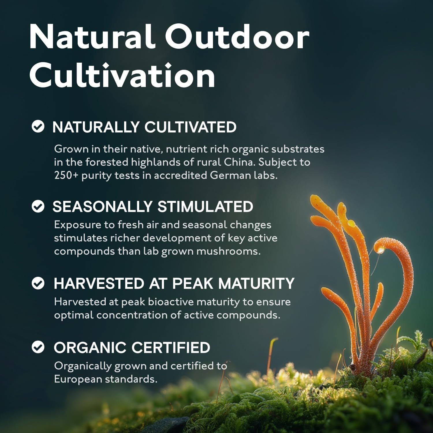 Organic Mushroom Complex 8 | Pure Fruiting Body Extracts Zero Additives | High Strength 30% Extract of Lion'S Mane, Reishi, Cordyceps, Chaga, Shiitake, Tremella, Maitake & Oyster | 60 Vegan Capsules